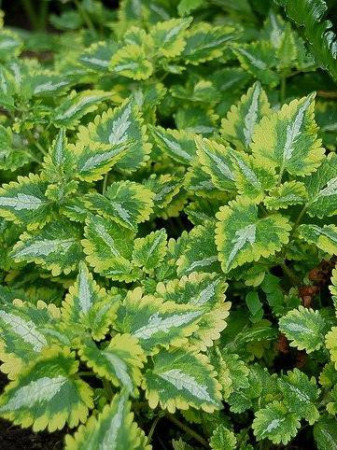 Jasnota plamista 'Golden Anniversary' Lamium maculatum