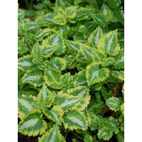 Jasnota plamista 'Golden Anniversary' Lamium maculatum