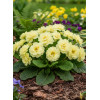 Pierwiosnek 'Belarina® Nectarine' |Primula