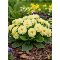 Pierwiosnek 'Belarina® Nectarine' |Primula