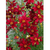Nachyłek 'Red Satin' Coreopsis
