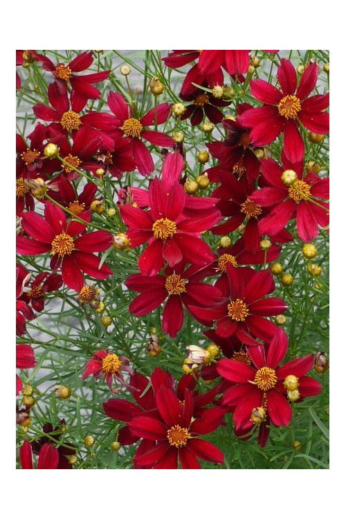 Nachyłek 'Red Satin' Coreopsis