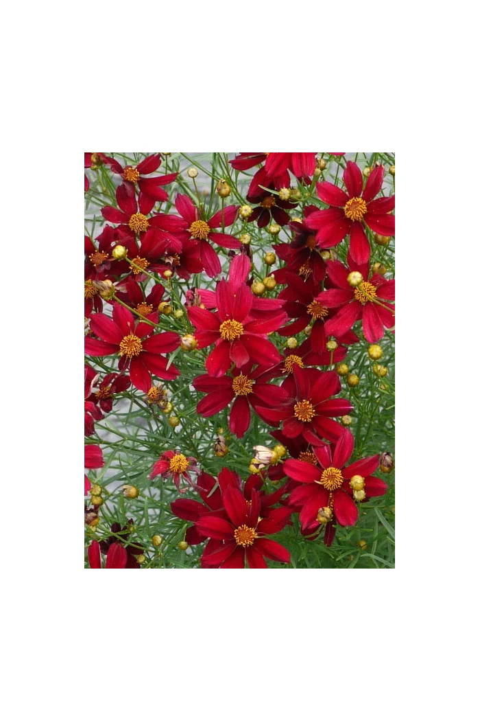 Nachyłek 'Red Satin' Coreopsis