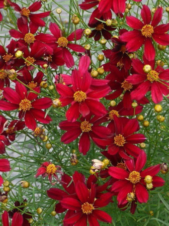 Nachyłek 'Red Satin' Coreopsis