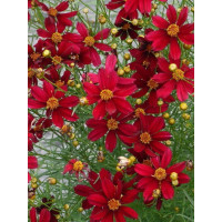 Nachyłek 'Red Satin' Coreopsis