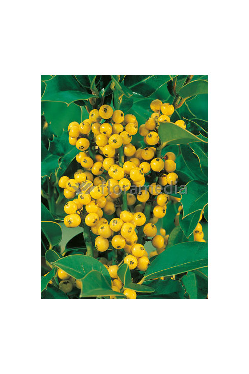 Ostrokrzew Meservy 'Golden Girl' (żeński) Ilex x meserveae