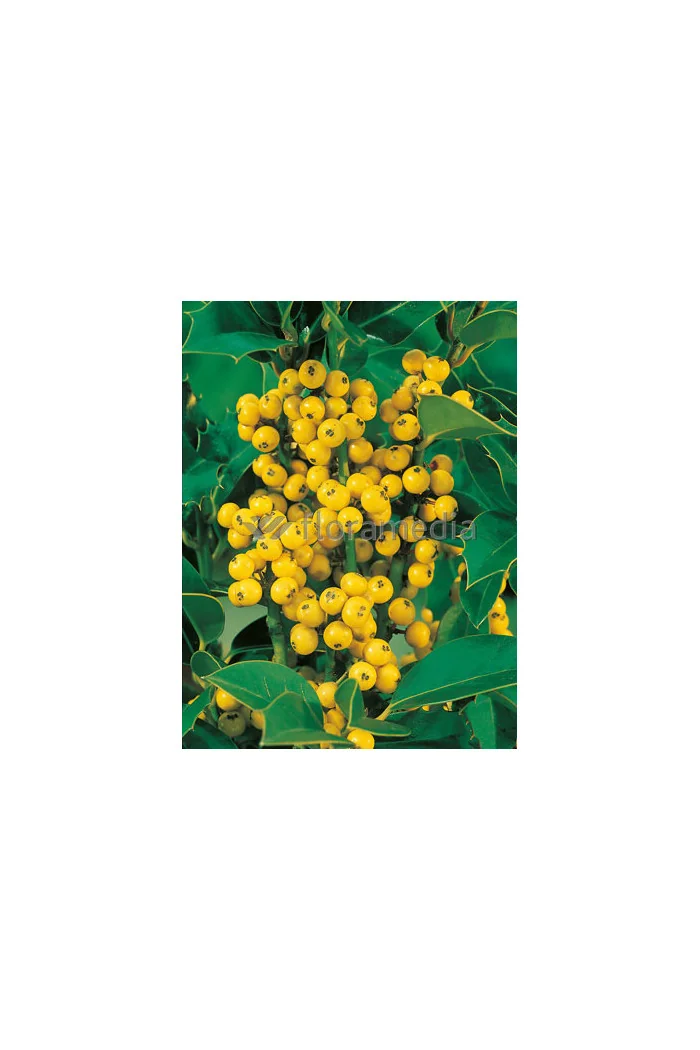 Ostrokrzew Meservy 'Golden Girl' (żeński) Ilex x meserveae