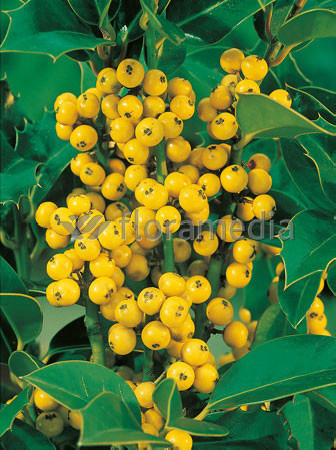 Ostrokrzew Meservy 'Golden Girl' (żeński) Ilex x meserveae