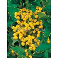 Ostrokrzew Meservy 'Golden Girl' (żeński) Ilex x meserveae