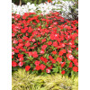 Sunpatiens (Niecierpek) 'Vigorous Red' | Impatiens