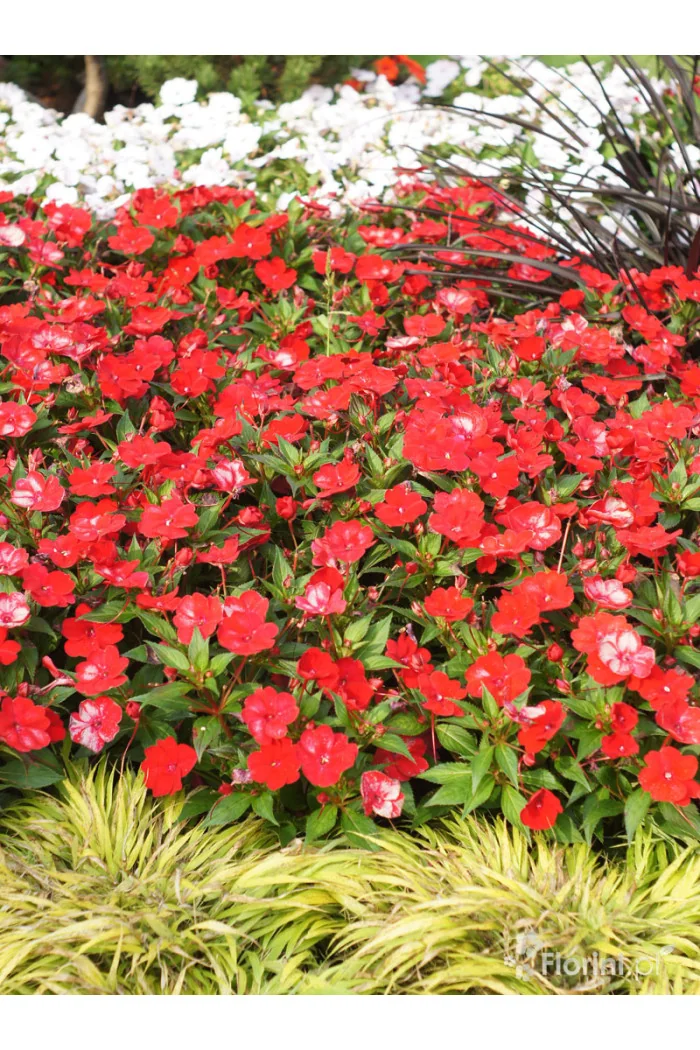 Sunpatiens (Niecierpek) 'Vigorous Red' | Impatiens