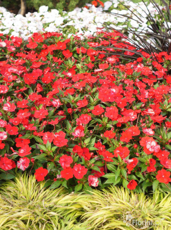 Sunpatiens (Niecierpek) 'Vigorous Red' | Impatiens