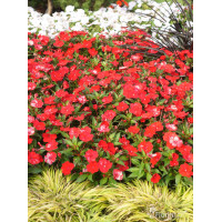 Sunpatiens (Niecierpek) 'Vigorous Red' | Impatiens