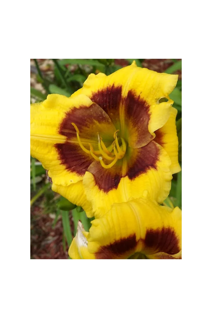 Liliowiec 'Blackberry Candy' Hemerocallis