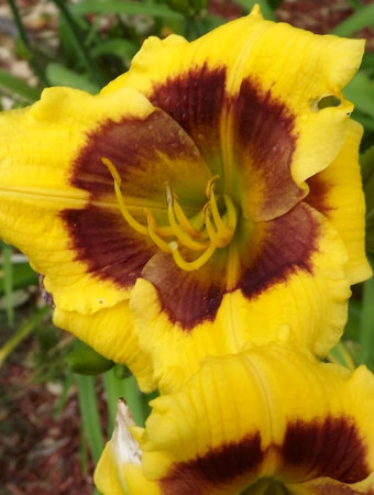 Liliowiec 'Blackberry Candy' Hemerocallis