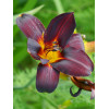 Liliowiec 'Vienna Nightstreet' | Hemerocallis