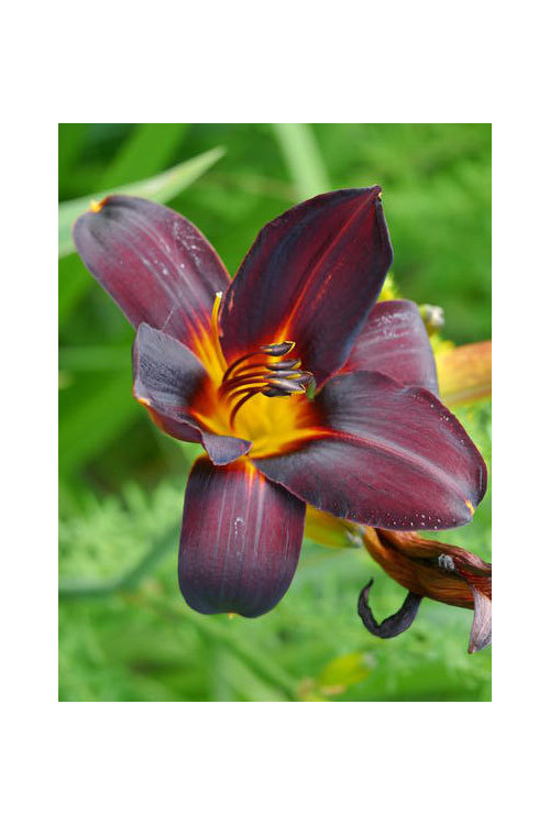 Liliowiec 'Vienna Nightstreet' | Hemerocallis