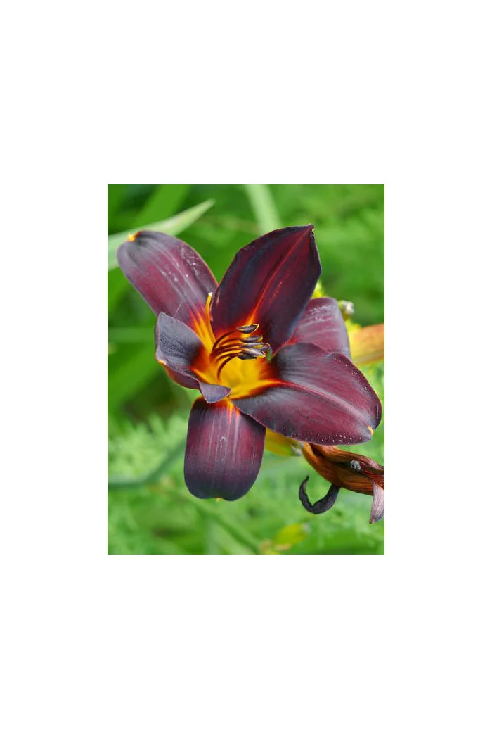 Liliowiec 'Vienna Nightstreet' | Hemerocallis