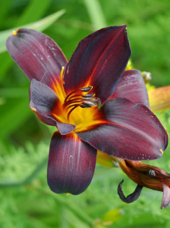 Liliowiec 'Vienna Nightstreet' | Hemerocallis