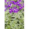 Żagwin ogrodowy 'Variegata' Aubrieta cultorum
