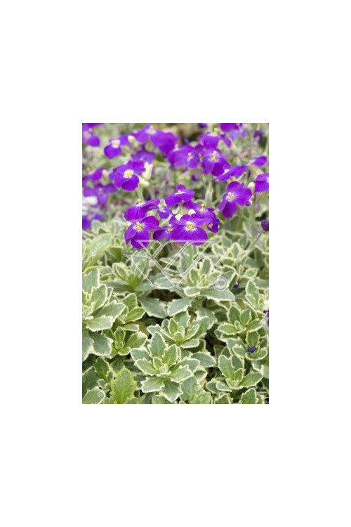 Żagwin ogrodowy 'Variegata' Aubrieta cultorum