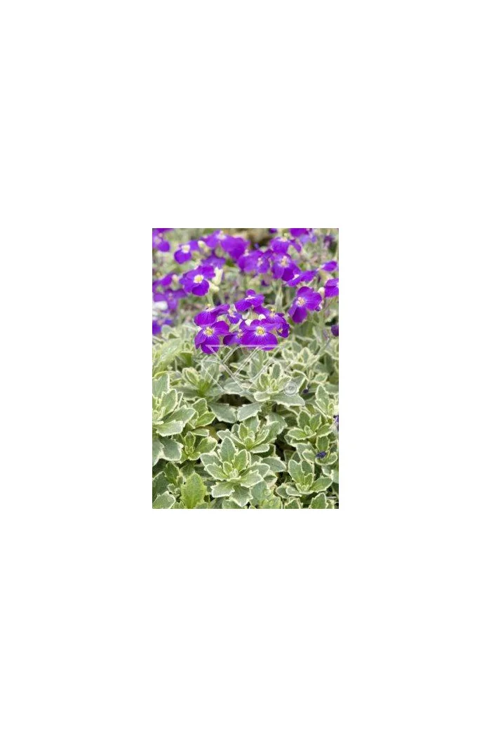 Żagwin ogrodowy 'Variegata' Aubrieta cultorum
