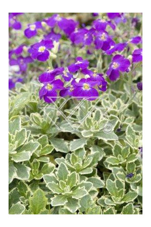 Żagwin ogrodowy 'Variegata' Aubrieta cultorum