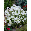 Dzwonek karpacki 'White Clips' Campanula carpatica