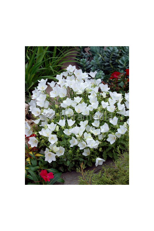 Dzwonek karpacki 'White Clips' Campanula carpatica