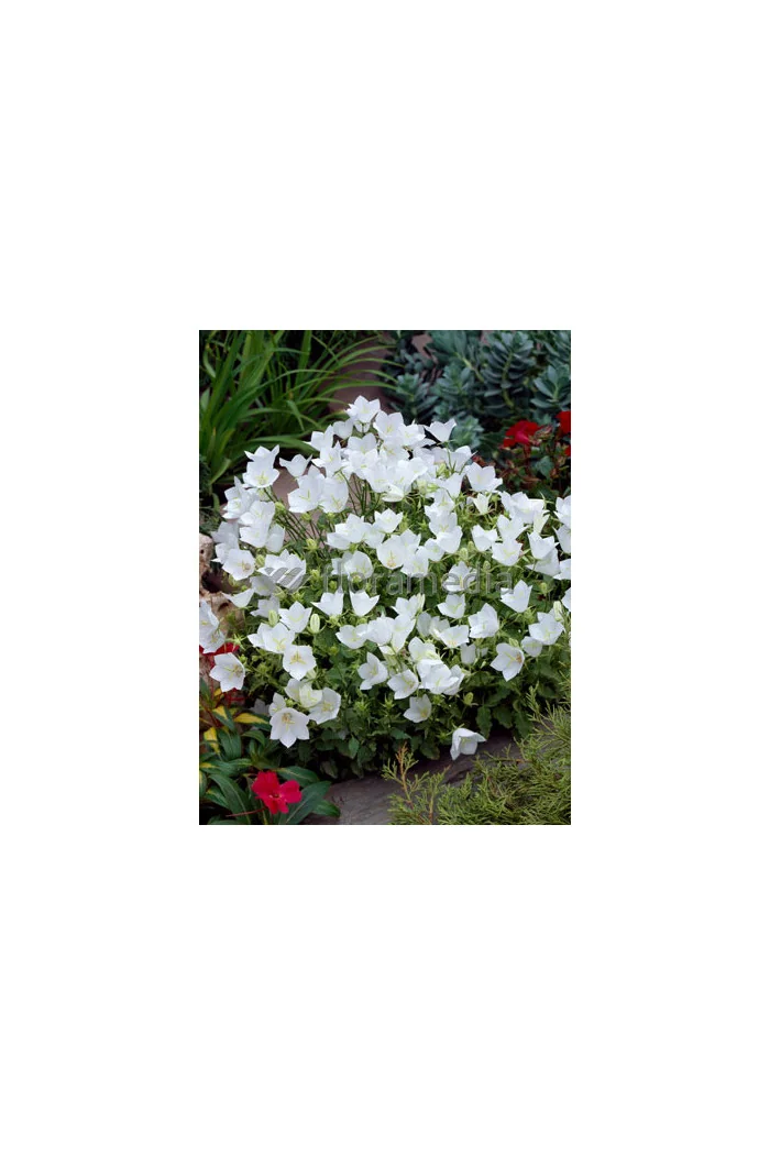 Dzwonek karpacki 'White Clips' Campanula carpatica