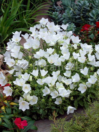 Dzwonek karpacki 'White Clips' Campanula carpatica