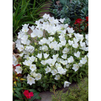 Dzwonek karpacki 'White Clips' Campanula carpatica