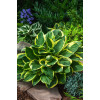 Funkia 'Twilight' | Hosta