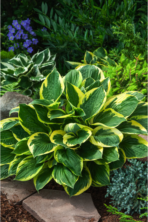 Funkia 'Twilight' | Hosta