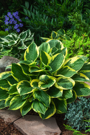 Funkia 'Twilight' | Hosta