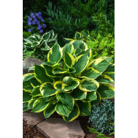 Funkia 'Twilight' | Hosta