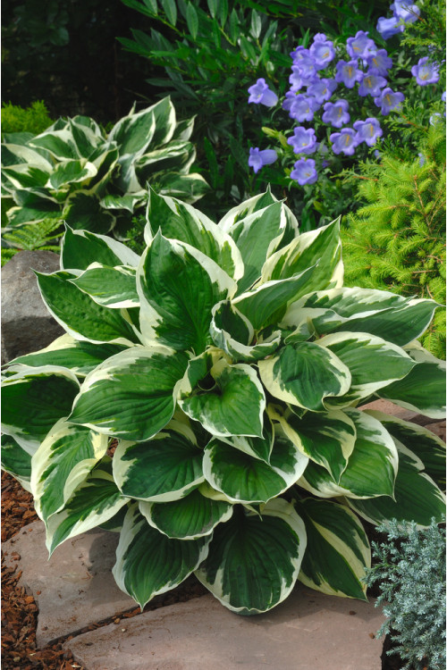 Funkia 'Minuteman' Hosta