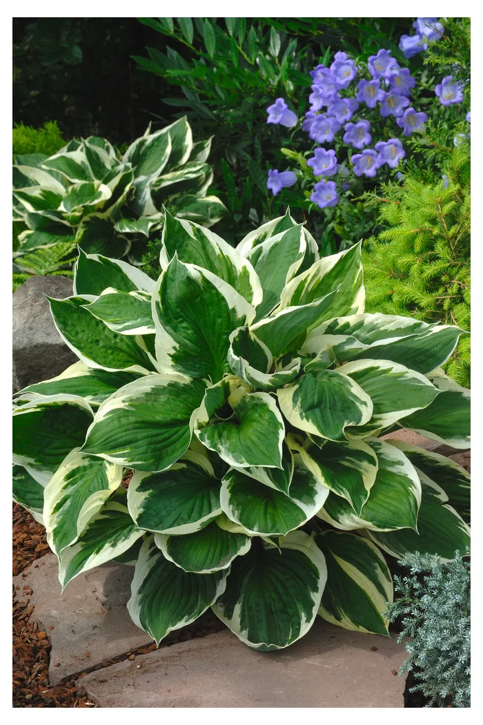 Funkia 'Minuteman' Hosta