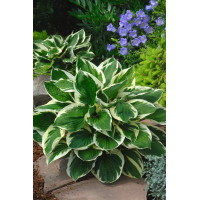 Funkia 'Minuteman' Hosta