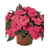Niecierpek nowogwinejski 'Magnum Hot Pink' div class'lat' Impatiens /div