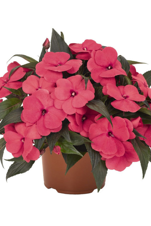 Niecierpek nowogwinejski 'Magnum Hot Pink' div class'lat' Impatiens /div