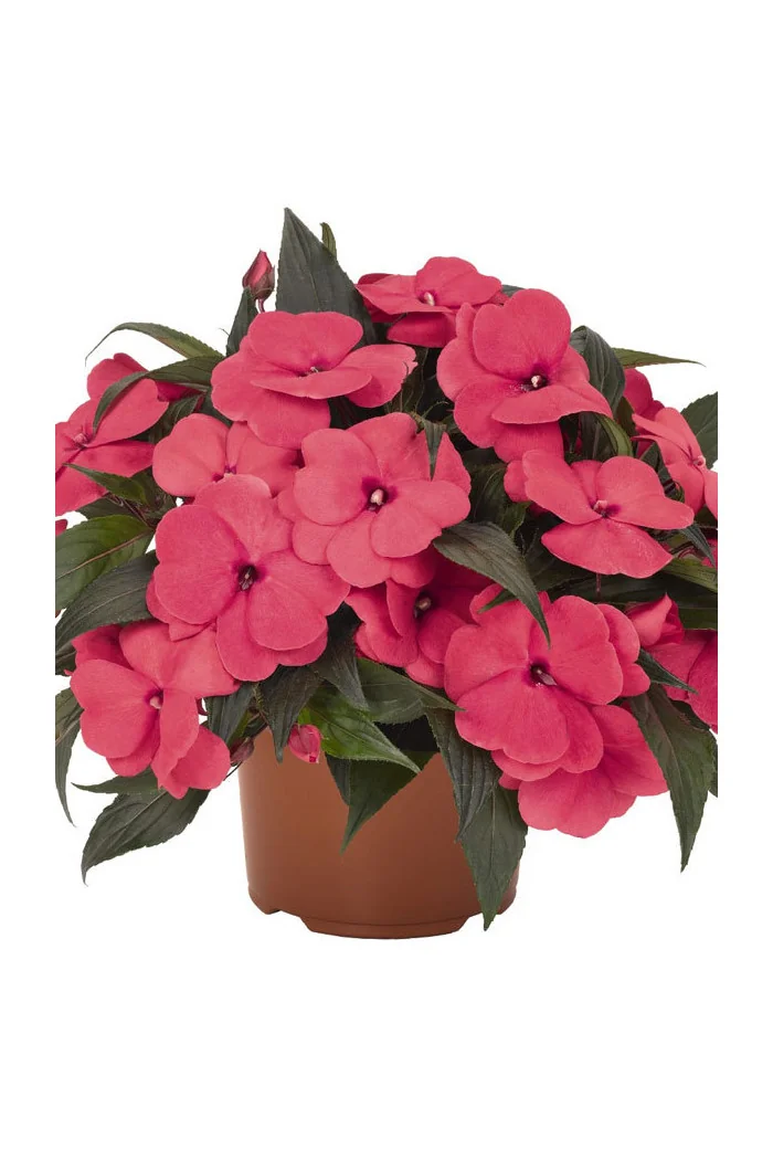 Niecierpek nowogwinejski 'Magnum Hot Pink' div class'lat' Impatiens /div