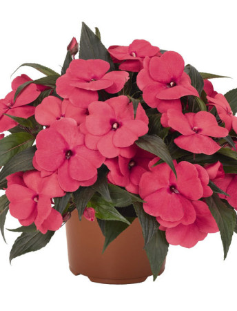 Niecierpek nowogwinejski 'Magnum Hot Pink' div class'lat' Impatiens /div