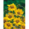 Nachyłek lancetowaty 'Sterntaler' | Coreopsis lanceolata