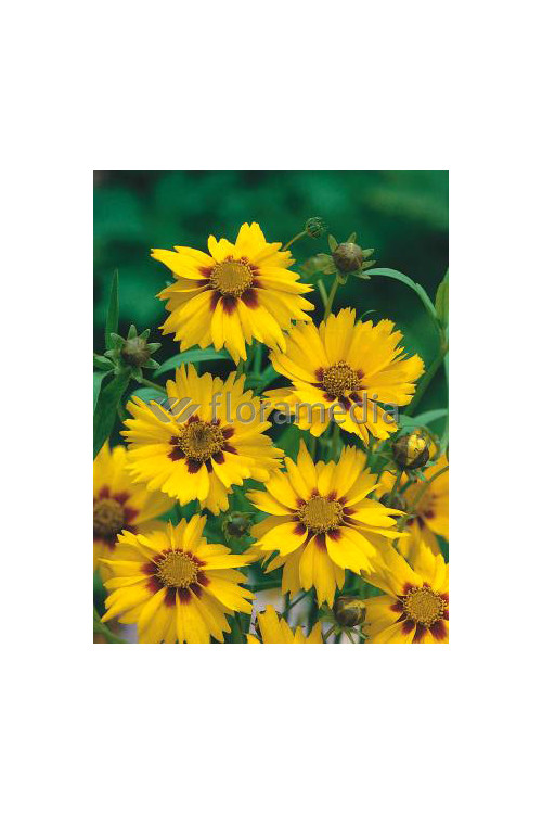 Nachyłek lancetowaty 'Sterntaler' | Coreopsis lanceolata