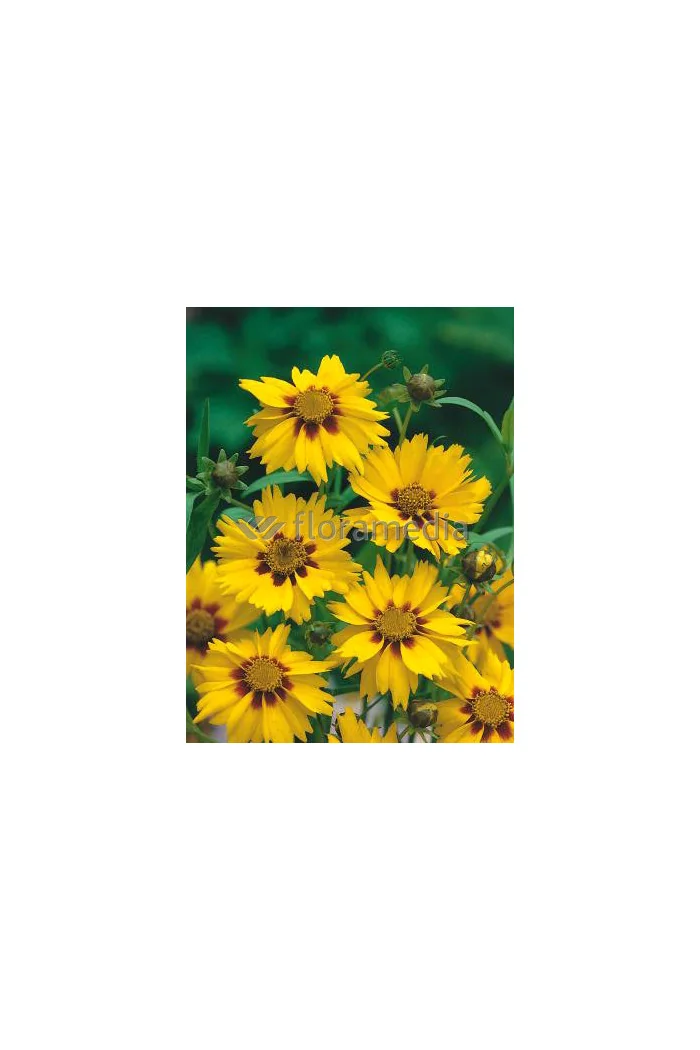 Nachyłek lancetowaty 'Sterntaler' | Coreopsis lanceolata