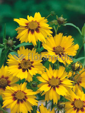 Nachyłek lancetowaty 'Sterntaler' | Coreopsis lanceolata