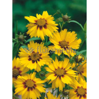 Nachyłek lancetowaty 'Sterntaler' | Coreopsis lanceolata