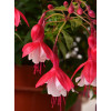 Fuksja bylinowa 'Lady Thumb' | Fuchsia
