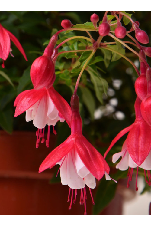 Fuksja bylinowa 'Lady Thumb' | Fuchsia